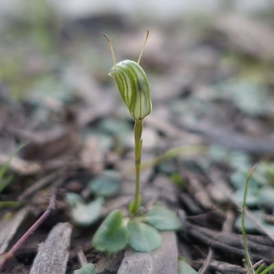 Pterostylis concinna, photographed by yatesy