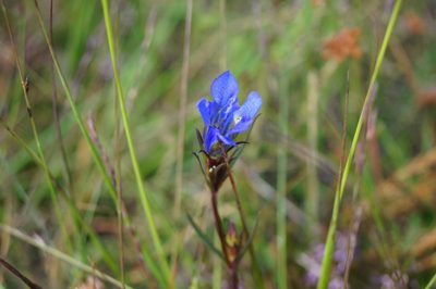 Gentiana pneumonanthe, photographed by Lars Willighagen