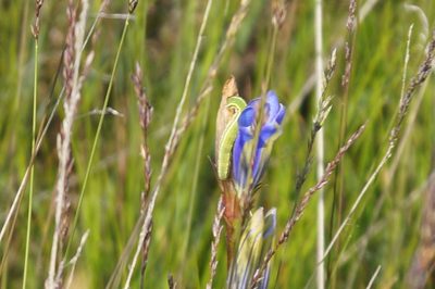 Gentiana pneumonanthe, photographed by Lars Willighagen