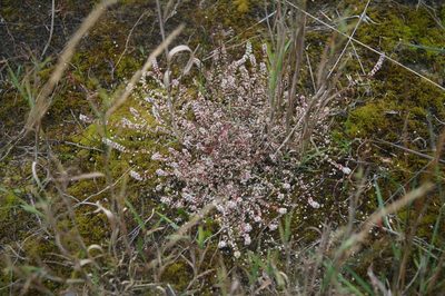 Illecebrum verticillatum, photographed by Lars Willighagen