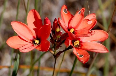 Ixia tenuifolia, photographed by Charles Stirton