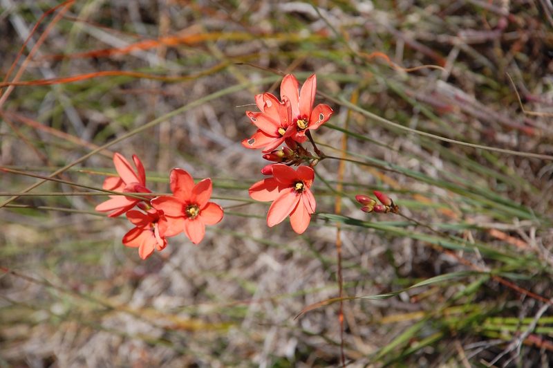 Ixia tenuifolia, photographed by Charles Stirton