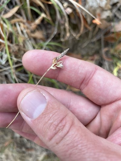 Carex globosa, photographed by crothfels