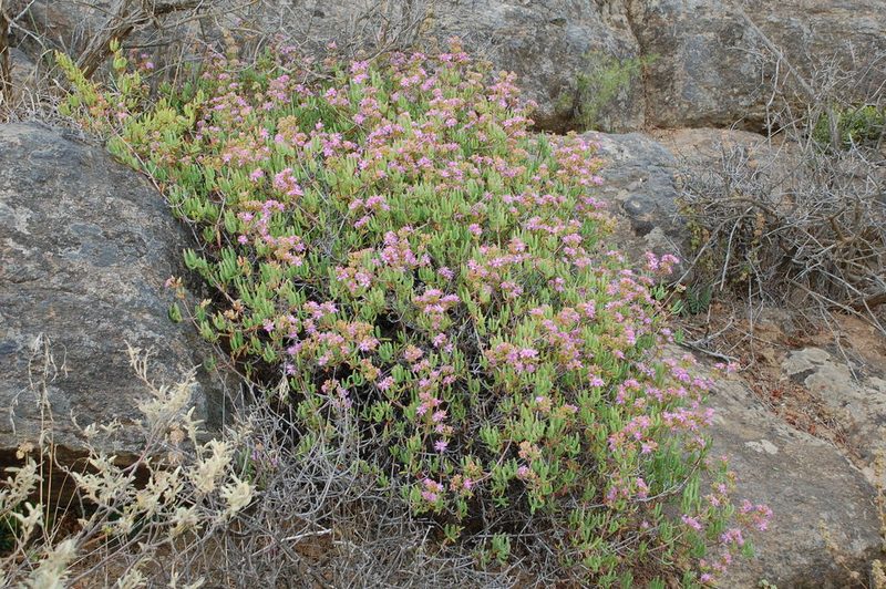 Ruschia laxiflora, photographed by Charles Stirton