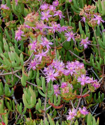 Ruschia laxiflora, photographed by Charles Stirton