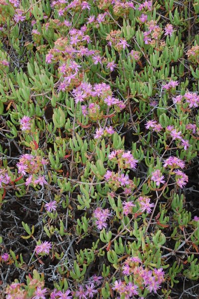 Ruschia laxiflora, photographed by Charles Stirton