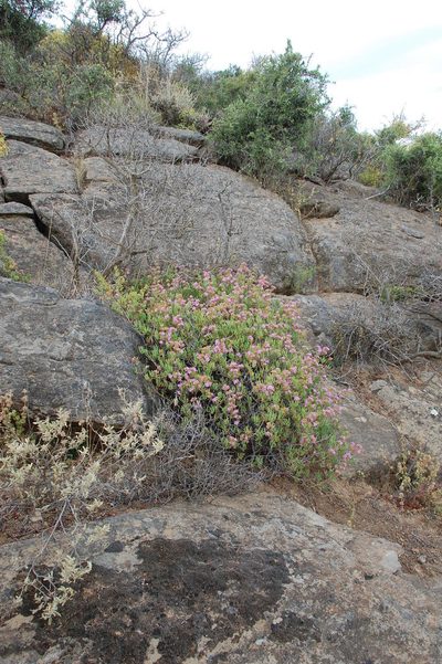 Ruschia laxiflora, photographed by Charles Stirton