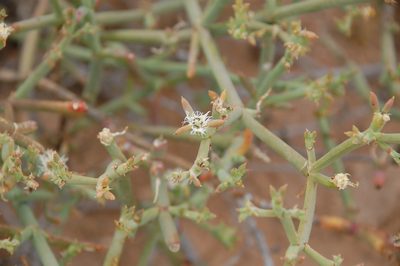 Mesembryanthemum subnodosum, photographed by Charles Stirton
