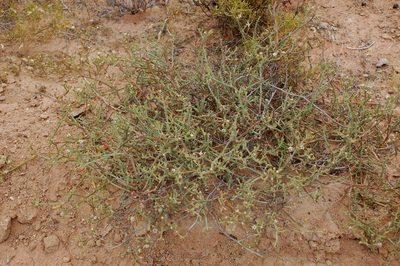 Mesembryanthemum subnodosum, photographed by Charles Stirton