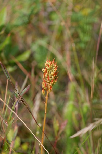 Narthecium americanum, photographed by Bonnie Semmling