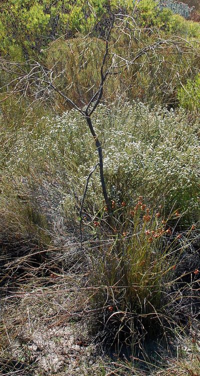 Muraltia striata, photographed by Charles Stirton