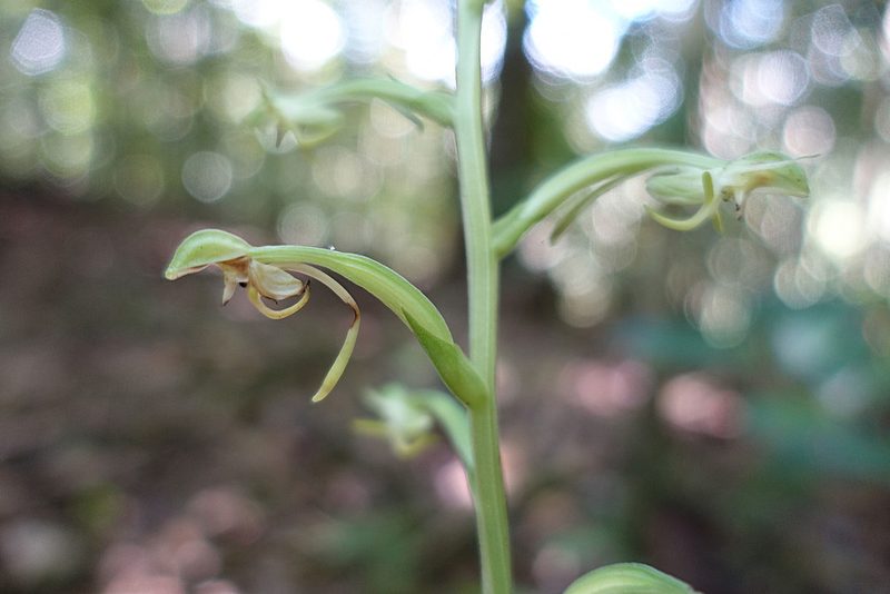 Habenaria cruciata, photographed by Kristof Zyskowski