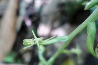 Habenaria cruciata, photographed by Kristof Zyskowski