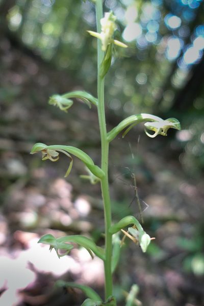 Habenaria cruciata, photographed by Kristof Zyskowski
