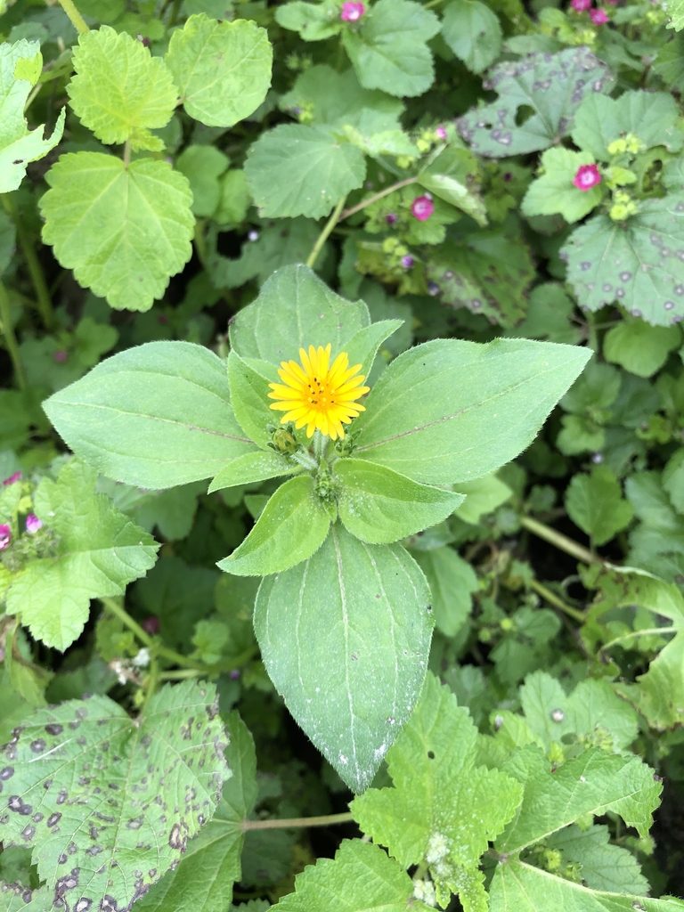 Philoglossa peruviana, photographed by Antonio W. Salas