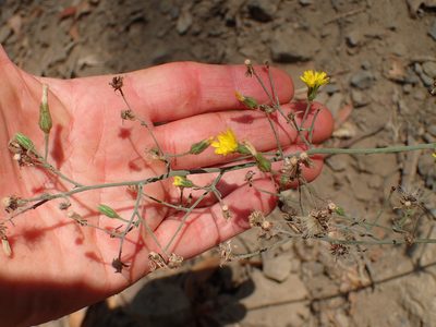 Hieracium argutum, photographed by George Williams