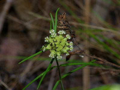Asclepias linearis, photographed by Michelle W. （鍾偉瑋）