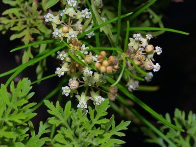 Asclepias linearis, photographed by Michelle W. （鍾偉瑋）