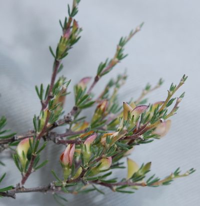 Aspalathus calcarata, photographed by Charles Stirton
