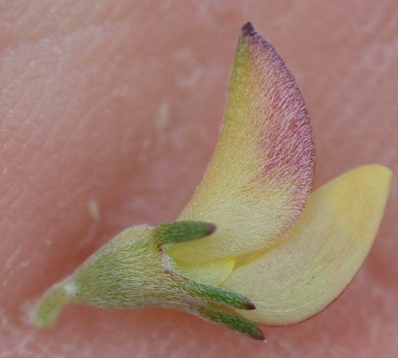 Aspalathus calcarata, photographed by Charles Stirton