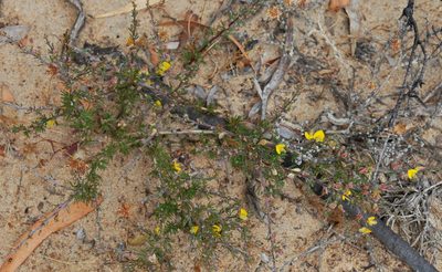 Aspalathus calcarata, photographed by Charles Stirton