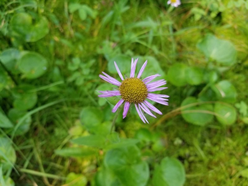 Erigeron peregrinus, photographed by Matt Muir
