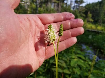 Sanguisorba stipulata, photographed by Matt Muir