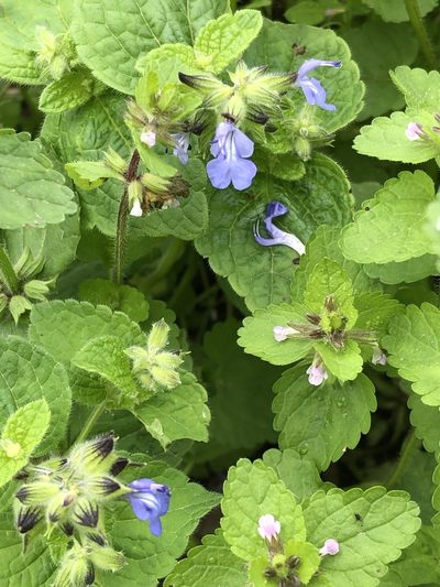 Salvia rhombifolia, photographed by Antonio W. Salas