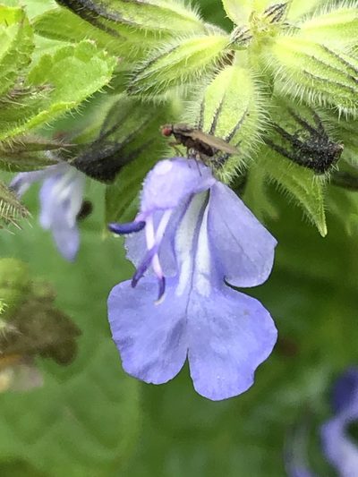 Salvia rhombifolia, photographed by Antonio W. Salas