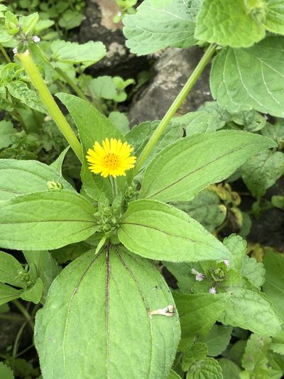 Philoglossa peruviana, photographed by Antonio W. Salas