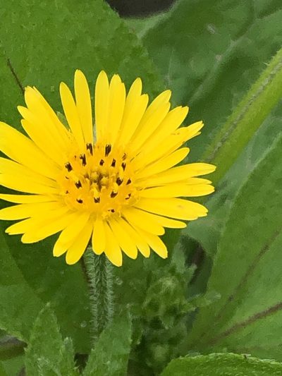 Philoglossa peruviana, photographed by Antonio W. Salas