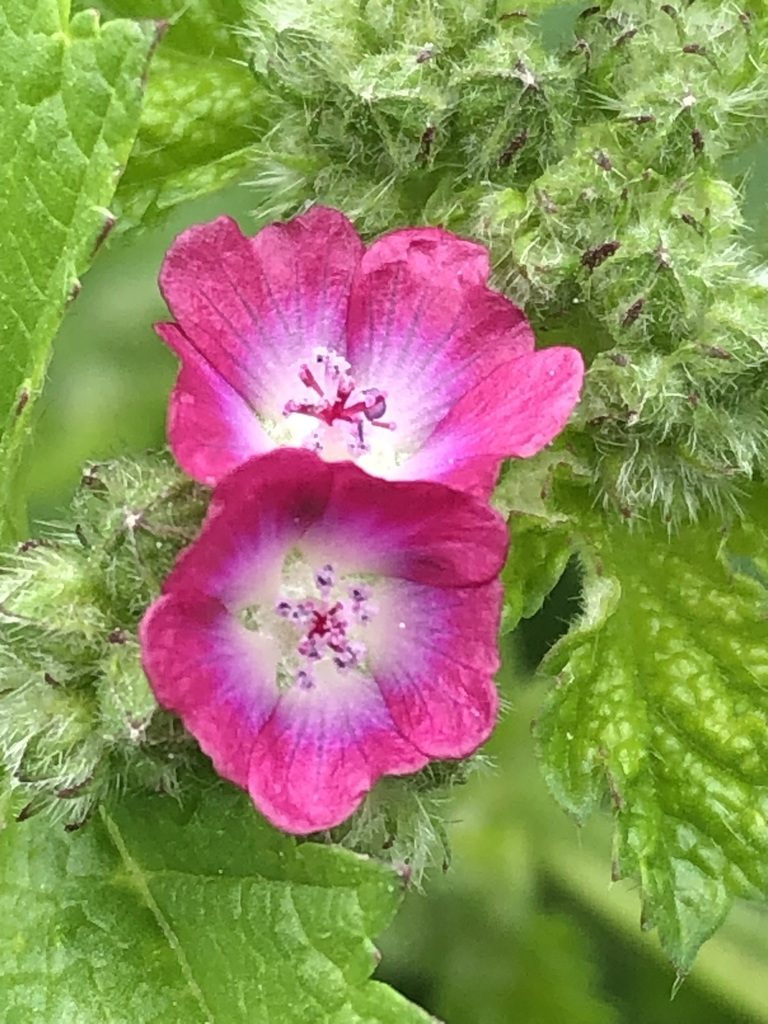 Fuertesimalva peruviana, photographed by Antonio W. Salas