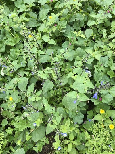 Salvia rhombifolia, photographed by Antonio W. Salas