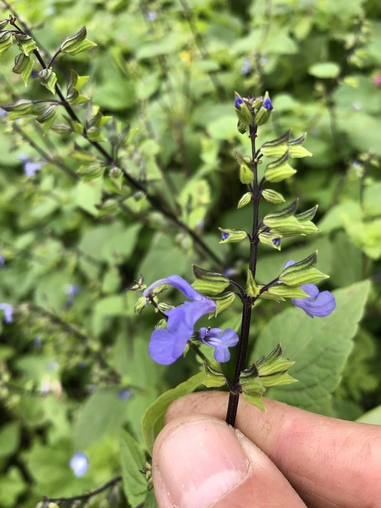 Salvia rhombifolia, photographed by Antonio W. Salas