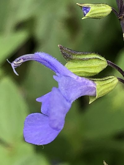 Salvia rhombifolia, photographed by Antonio W. Salas