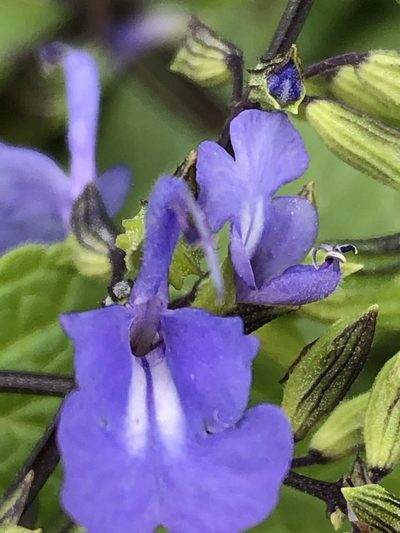 Salvia rhombifolia, photographed by Antonio W. Salas