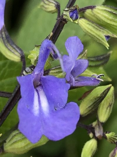 Salvia rhombifolia, photographed by Antonio W. Salas