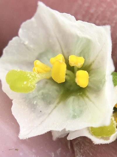 Solanum montanum, photographed by Antonio W. Salas