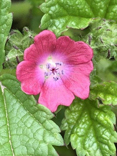 Fuertesimalva peruviana, photographed by Antonio W. Salas