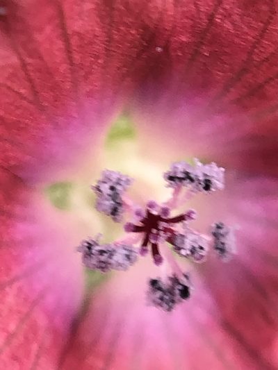 Fuertesimalva peruviana, photographed by Antonio W. Salas