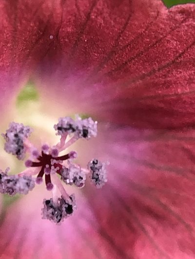Fuertesimalva peruviana, photographed by Antonio W. Salas