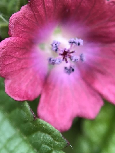 Fuertesimalva peruviana, photographed by Antonio W. Salas