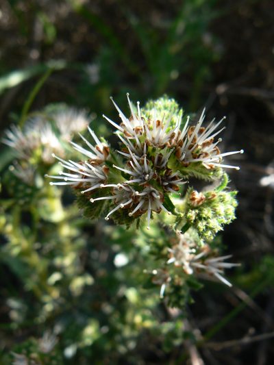Lobostemon capitatus, photographed by Jacques van der Merwe