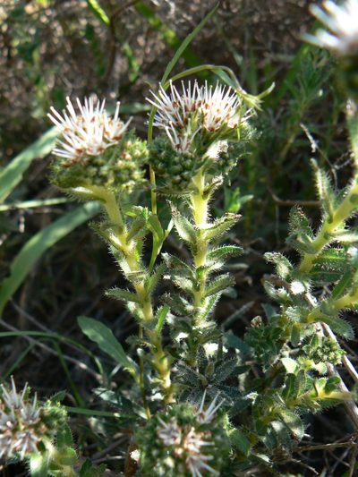Lobostemon capitatus, photographed by Jacques van der Merwe