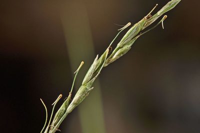 Carex healyi, photographed by Pieter Pelser