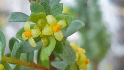 Pimelea serpyllifolia, photographed by Andrew Thornhill