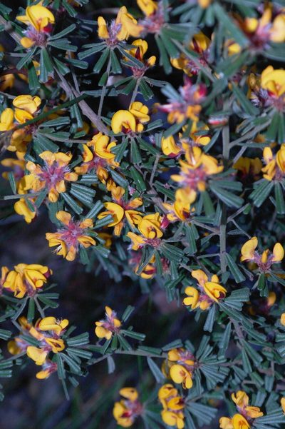 Pultenaea linophylla, photographed by Gary Williams