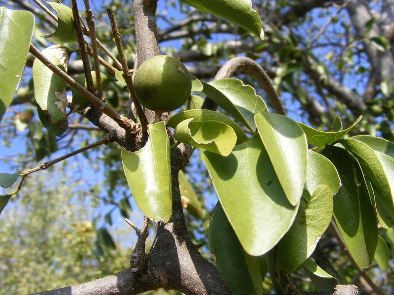 Strychnos decussata, photographed by Andrew Deacon