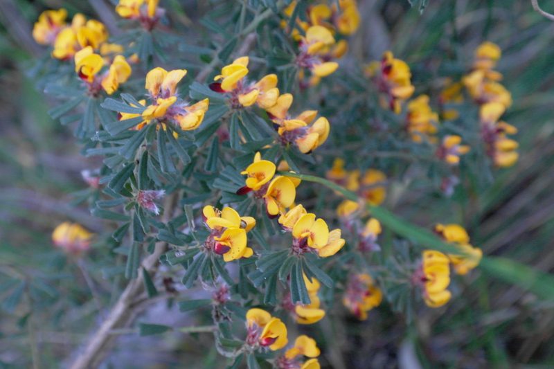 Pultenaea linophylla, photographed by Gary Williams