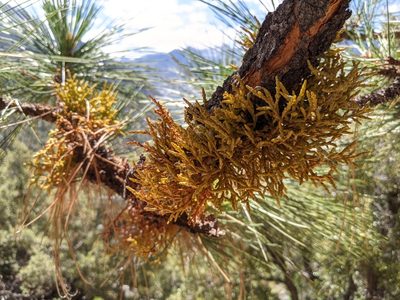 Arceuthobium campylopodum, photographed by Zac Peterson